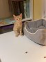 Simba (5)